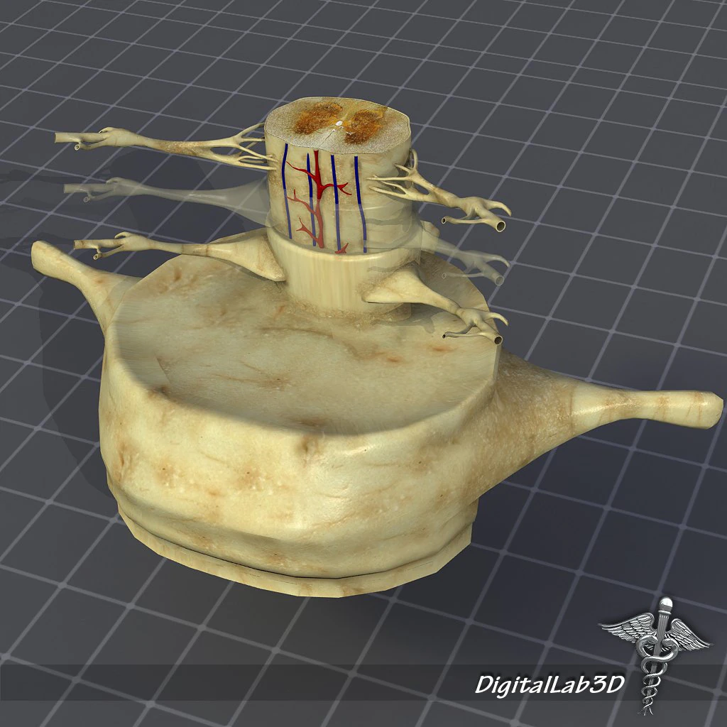 spinal cord anatomy 3D Model .c4d .max .obj .3ds .fbx .stl .blend 