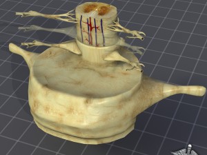 spinal cord anatomy 3D मॉडल