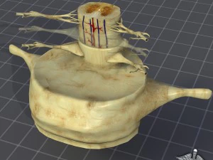 anatomia da medula espinhal Modelo 3D