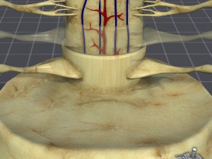 spinal cord anatomy 3D Model