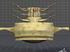 spinal cord anatomy 3D Model