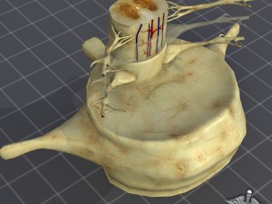 spinal cord anatomy 3D Model