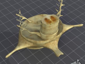 spinal cord anatomy 3D Model