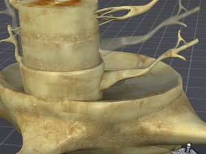 spinal cord anatomy 3D Model