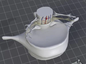 spinal cord anatomy 3D Model