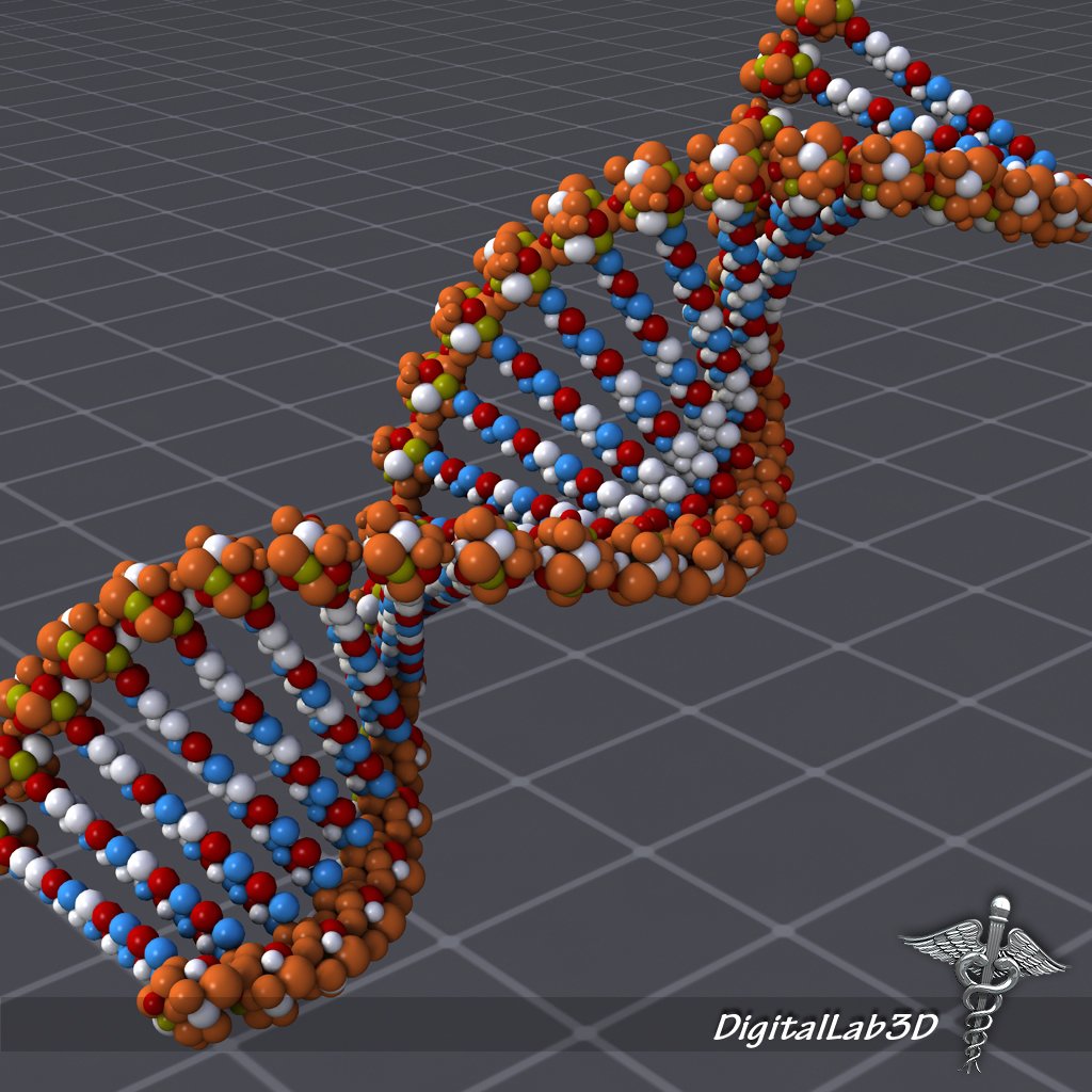 Модель ДНК биология
