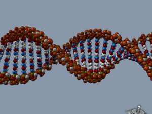 dna structure 3D-Modell