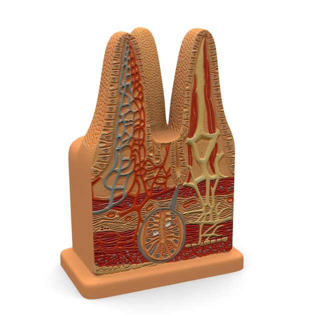 microbiology digestive villi 3D Model .c4d .max .obj .3ds .fbx .stl .blend 