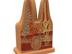 microbiology digestive villi 3D Model