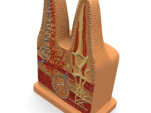 microbiology digestive villi 3D Model
