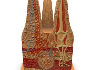 microbiology digestive villi 3D Model