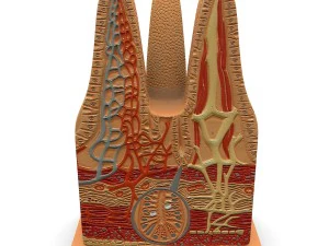 microbiology digestive villi 3D Model