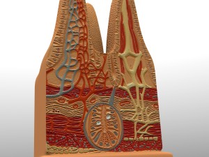microbiology digestive villi 3D Model