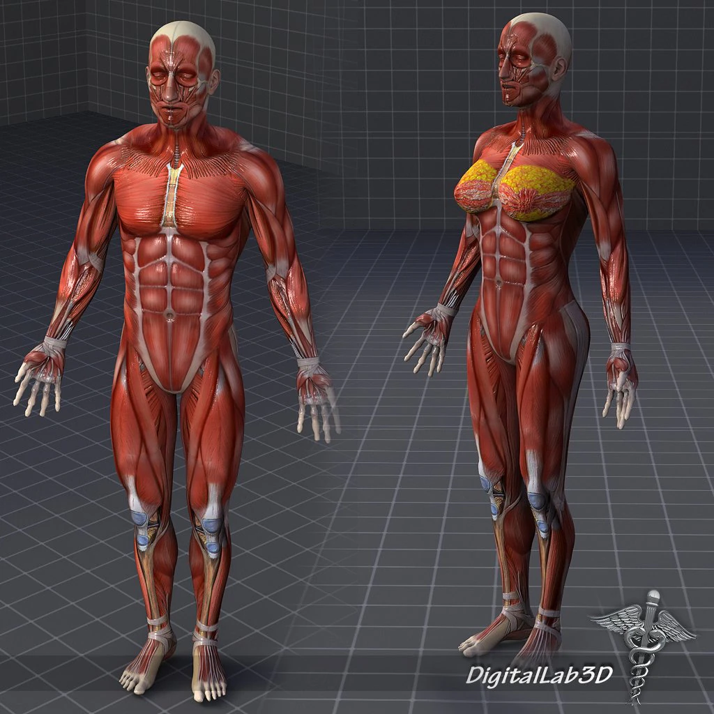 collection - human male and female muscular system 3D Model .c4d .max .obj .3ds .fbx .stl .blend 
