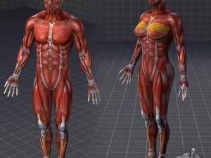 3d Max Human Models Free Download