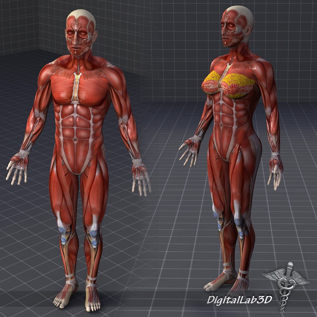 3д мышцы тела