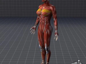 collection - human male and female muscular system 3D Model