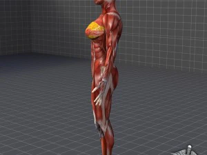 collection - human male and female muscular system 3D Model
