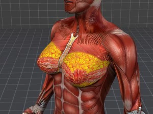 collection - human male and female muscular system 3D Model