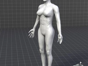 collection - human male and female muscular system 3D Model