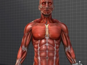 collection - human male and female muscular system 3D Model