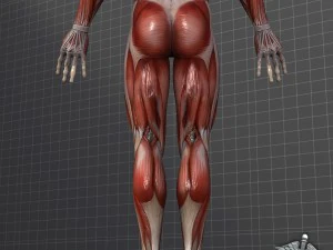 collection - human male and female muscular system 3D Model
