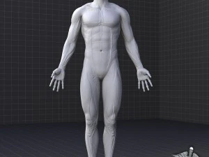 collection - human male and female muscular system 3D Model
