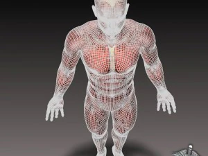 collection - human male and female muscular system 3D Model