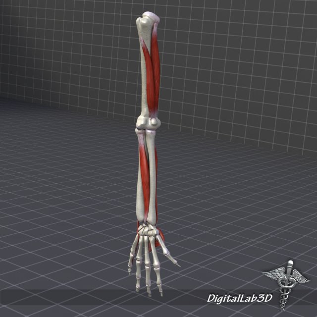 human arm bone and muscle structure 3D Модель .c4d .max .obj .3ds .fbx .stl .blend 