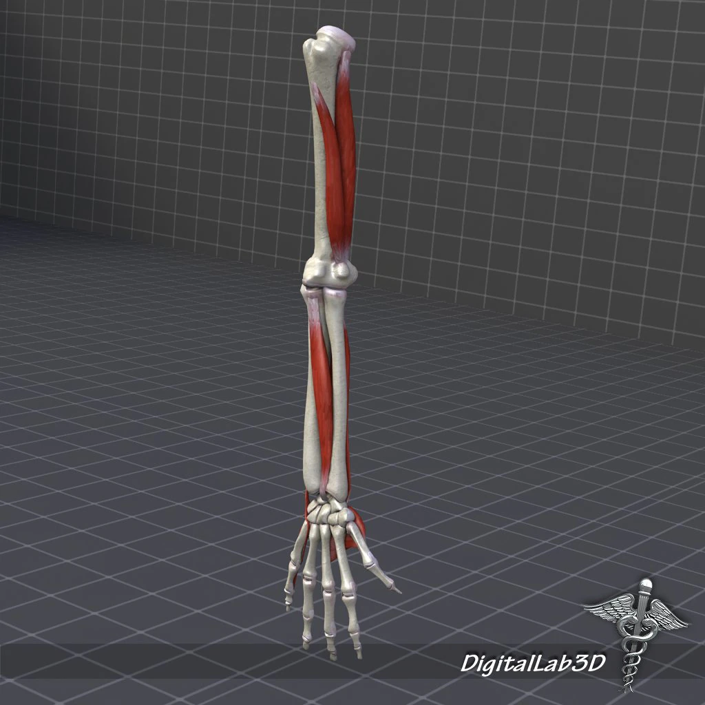 human arm bone and muscle structure 3D Model .c4d .max .obj .3ds .fbx .stl .blend