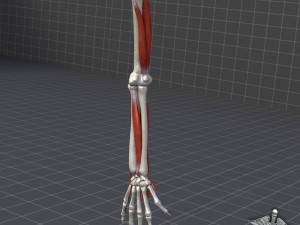 human arm bone and muscle structure 3D Model