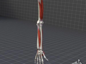 osso do bra&ccedil;o humano e estrutura muscular Modelo 3D