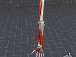 human arm bone and muscle structure 3D Модель