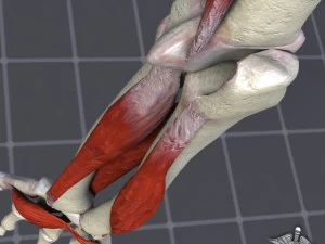 human arm bone and muscle structure 3D Model
