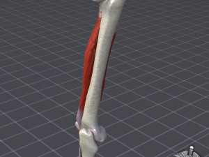 human arm bone and muscle structure 3D Модель