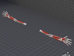 human arm bone and muscle structure 3D Модель