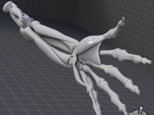 human arm bone and muscle structure 3D Модель