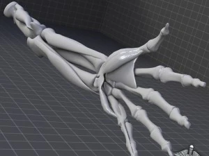 human arm bone and muscle structure 3D Model