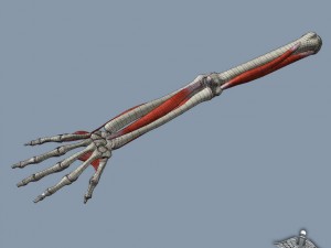 human arm bone and muscle structure 3D Модель
