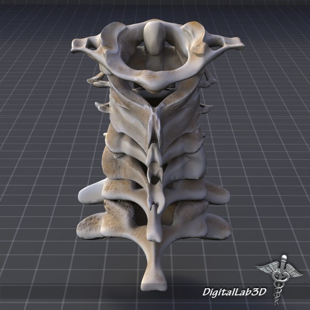 human cervical vertebrae Model 3D .c4d .max .obj .3ds .fbx .stl .blend 