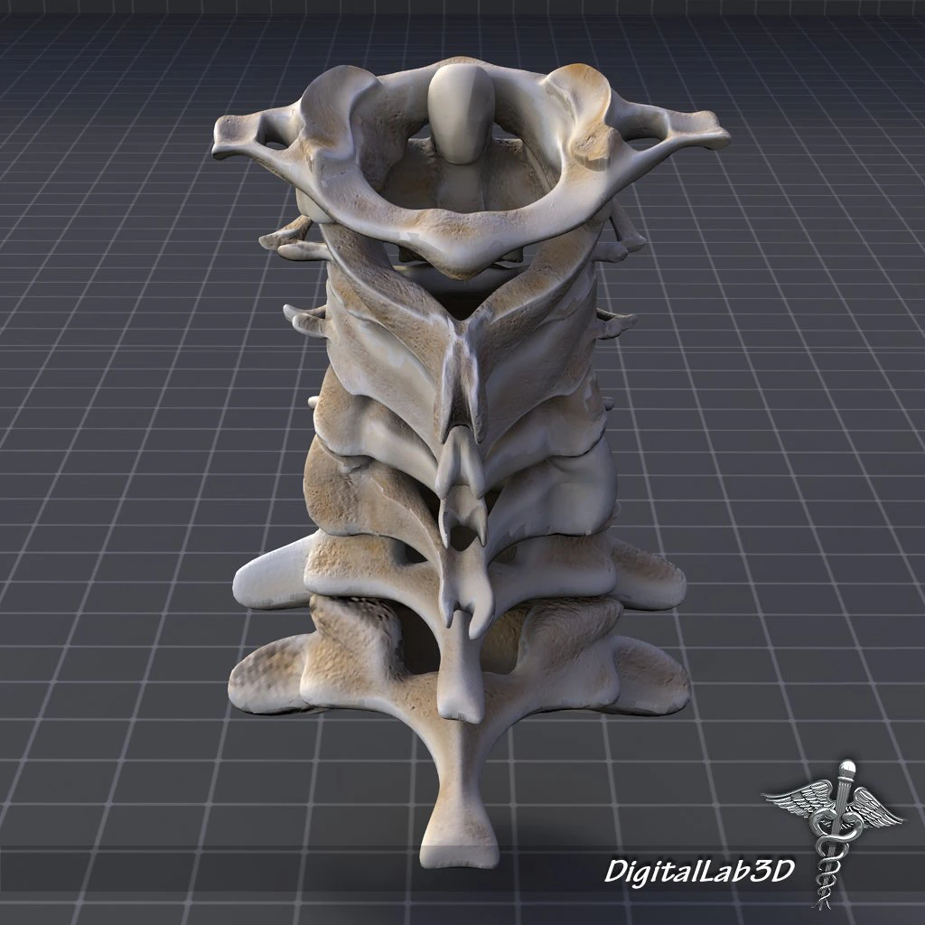 human cervical vertebrae 3D Model .c4d .max .obj .3ds .fbx .stl .blend 