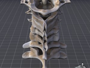 human cervical vertebrae 3D Model
