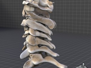 human cervical vertebrae Model 3D