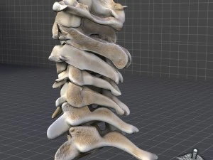 human cervical vertebrae 3D Model