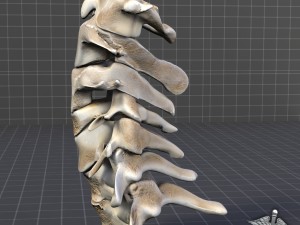human cervical vertebrae Model 3D
