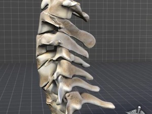 human cervical vertebrae 3D Model
