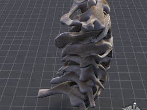 human cervical vertebrae Model 3D