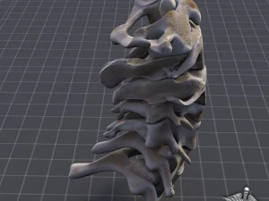 human cervical vertebrae 3D Model