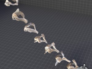 human cervical vertebrae Model 3D