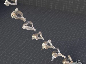 human cervical vertebrae 3D Model